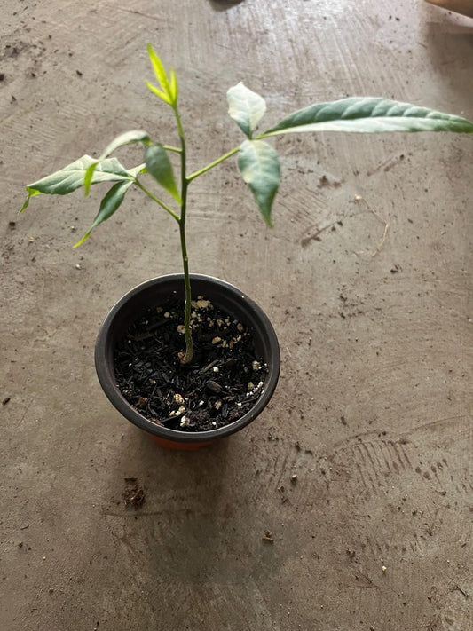 White Sapote Seedling in 4" Pot, Tropical Fruit Plant, Casimiroa edulis, 8-inch Live Plant, Edible Fruit Tree, Ornamental Foliage