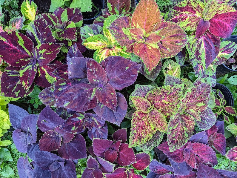 Pinto Mix Coleus Seeds - Colorful Ornamental Plant Seeds, Rare Painted Nettle, Non-GMO, Indoor & Outdoor Gardening