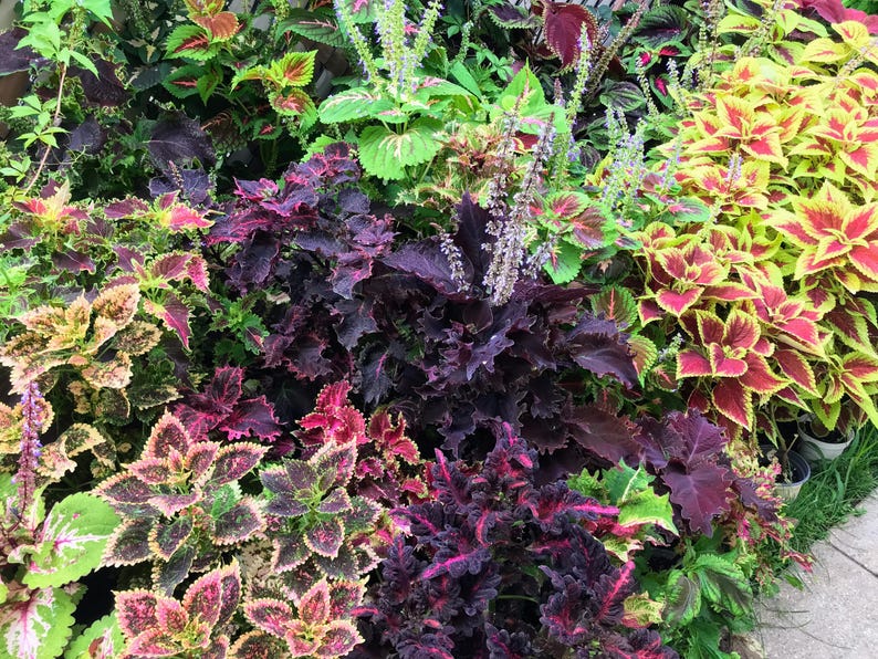 Coleus Seeds - 30 Pack Full Sun Mix, Vibrant Ornamental Plant, Rare Sun-Tolerant Varieties, Solenostemon Scutellarioides