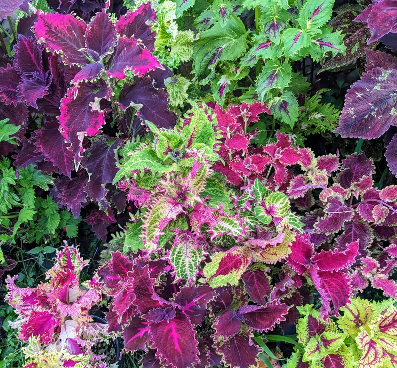 Coleus Seeds Packet of 30 - Peter's Mix Vibrant Ornamental Plant, Rare Non-GMO Seeds for Indoor & Outdoor Gardens, Coleus scutellarioides