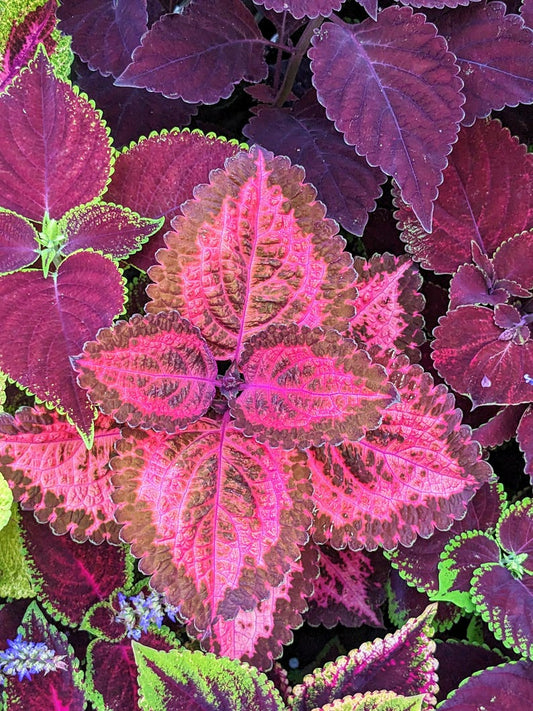 Waffled Mix Coleus Seeds Packet - Rare Ornamental Plant for Indoors & Outdoors, Unique Textured Foliage, Solenostemon Variety