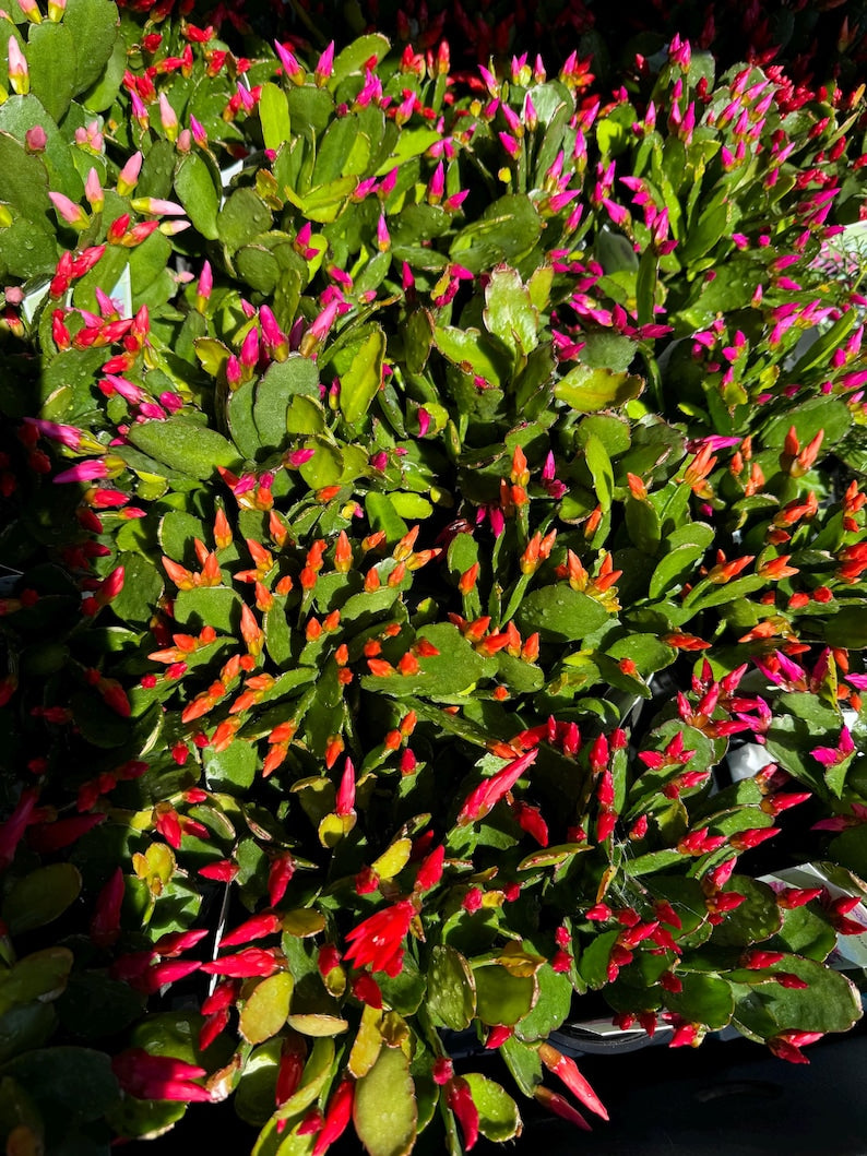 Spring Cactus Live Plant in 4" Pot - Choose Color: Red, Orange, Hot Pink, Light Pink - Schlumbergera × buckleyi