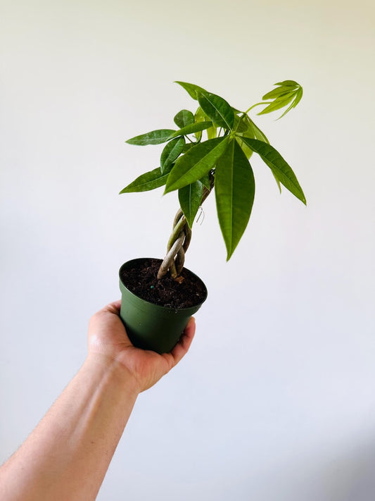 Braided Money Tree - Live Tropical Houseplant - Pachira aquatica - Easy Care Indoor Plant - Unique Foliage - Home Decor