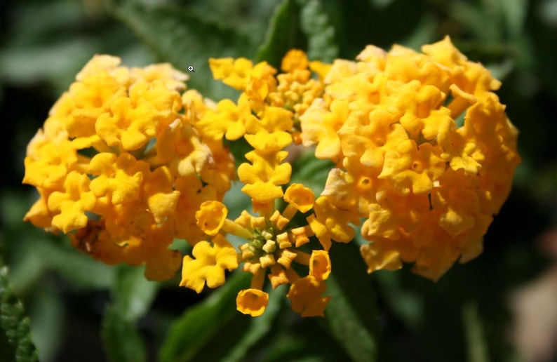 Lantana New Gold Plants - Pack of 2 Bright Yellow Flowering Shrubs - Drought Tolerant - Lantana camara - Perfect for Containers