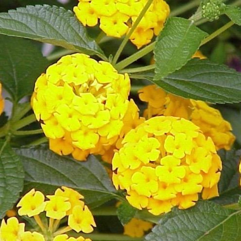 Lantana Plants Pack of 2 - Yellow Lantana Lola Live Plants 4-6 Inches - Attracts Butterflies, Ideal for Containers & Gardens