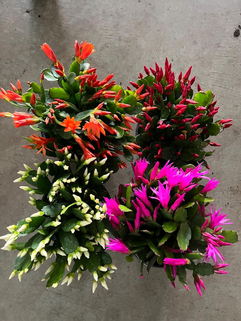 Easter Cactus Live Plants in 2", 4", 6" Pots - Pink, White, Orange, Red - Schlumbergera spp.