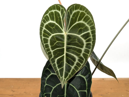 XL Anthurium Clarinervium - Gallon Pot - Velvet Cardboard Plant - Anthurium clarinervium - Free Hoya Krimson Queen with 3+ Plants