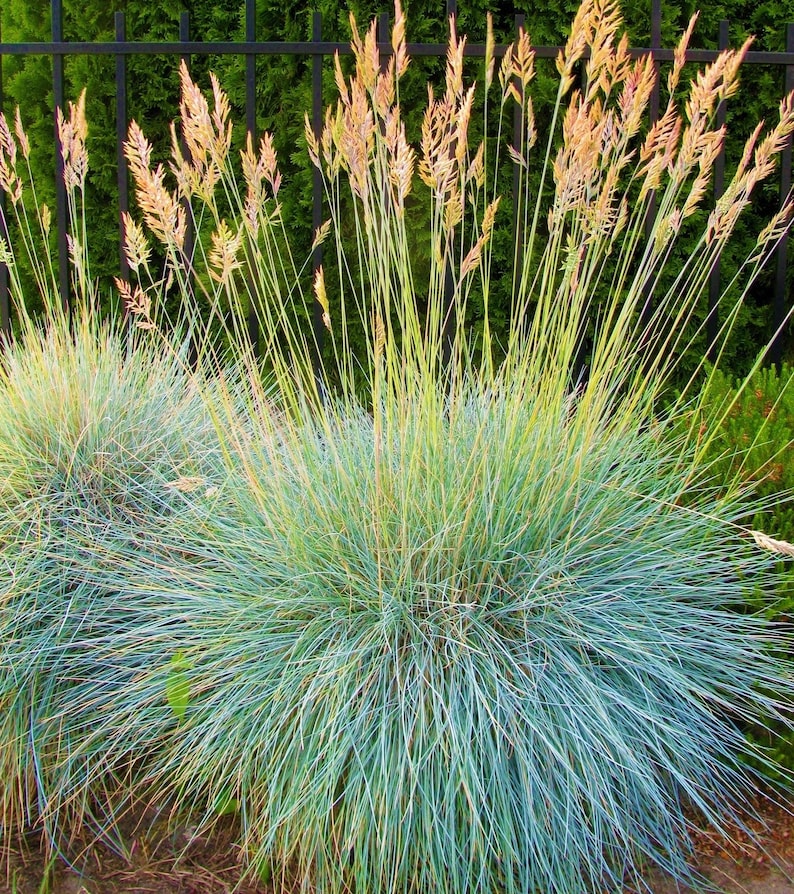 Elijah Blue Fescue Grass Plant - Icy Blue Ornamental Grass - Festuca glauca 'Elijah Blue' - Low Maintenance Ground Cover
