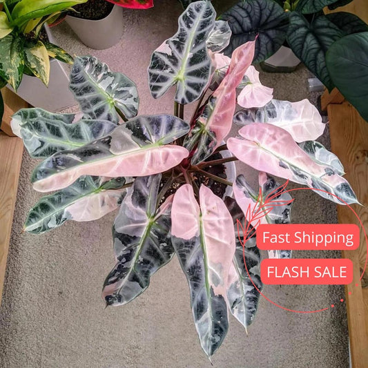 Alocasia Pink Bambino Live Plant 4" Pot | Rare Variegated Indoor Tropical House Plant | Alocasia Bambino Pink