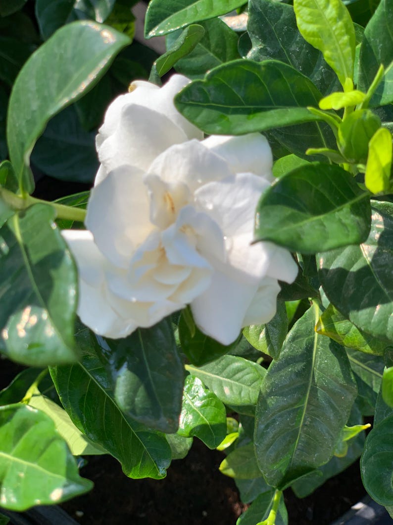 24-Pack Gardenia Veitchii Plants - Fragrant Gardenia Jasminoides - Compact Variety for Indoor/Outdoor Use
