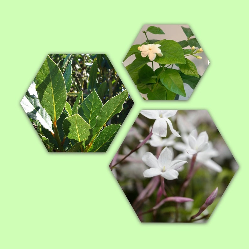 Sun, Moon & Stars Plant Combo 6pk - Bayleaf, Sambac Jasmine & Pink Jasmine - Laurus Nobilis, Jasminum sambac, Jasminum polyanthum