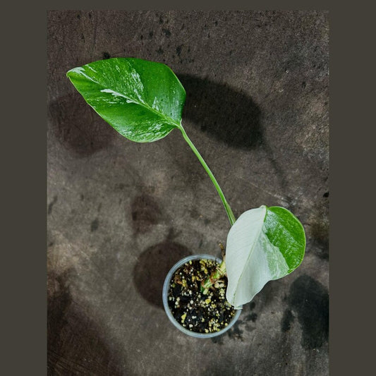 Variegated Monstera Albo Plant - Baby Plant - White & Green Borsigiana - Rare Indoor Houseplant - Exact Plant - US Seller