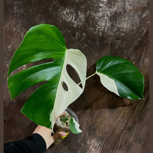 Variegated Monstera Albo Plant - Rare White Borsigiana - Indoor Houseplant - Unique Half-Moon Leaves - Exact Plant - Tropical Greenery