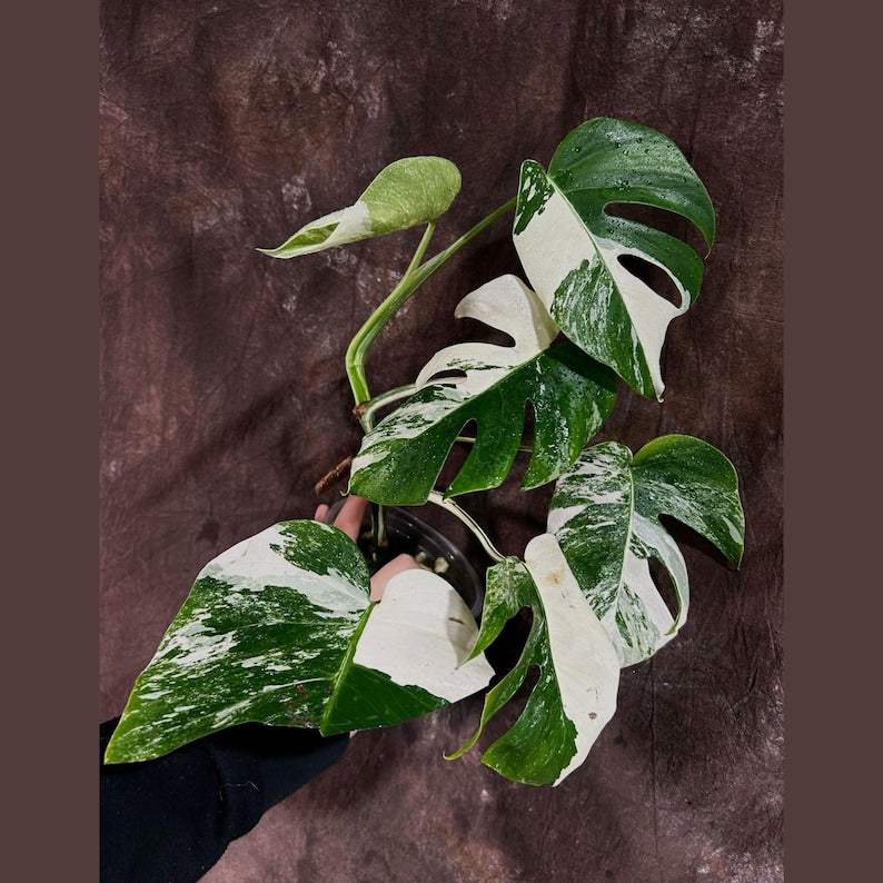 Variegated Monstera Albo Plant - Rare White Monstera Borsigiana - Indoor Houseplant - Exact Plant - US Seller - Monstera Albo