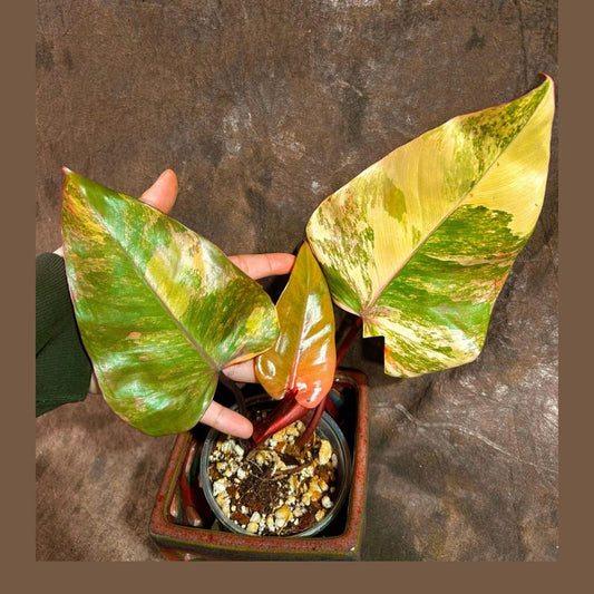 Variegated Philodendron Strawberry Shake Plant - Pink & Cream Variegation - Live Indoor Houseplant - Philodendron erubescens