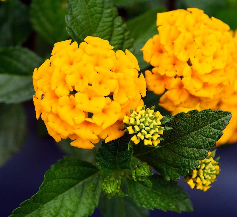 Lantana Live Starter Plants Pack of 2 | Chapel Hill Gold | Pollinator-Friendly, Drought-Resistant | Lantana camara