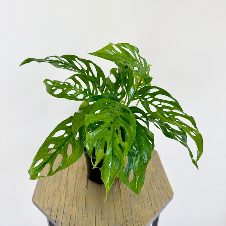 LIVE 4 Inch Pot Swiss Cheese Monstera Adansonii | Air Purifying Houseplant | Easy Care Boho Decor | Unique Foliage Plant