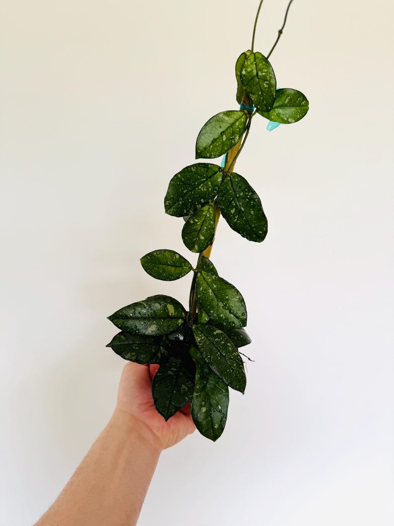 Hoya Crassipetiolata Splash Live Plant in 4” Pot - Rare Sport Variety with Silver Variegation - Easy Care Climbing Plant
