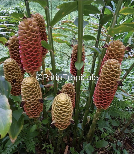 Beehive Ginger Rhizome - Zingiber spectabile 'Giant Honeycomb' - Healthy Live Plant, Fast Growing, Aromatic, Hard to Find