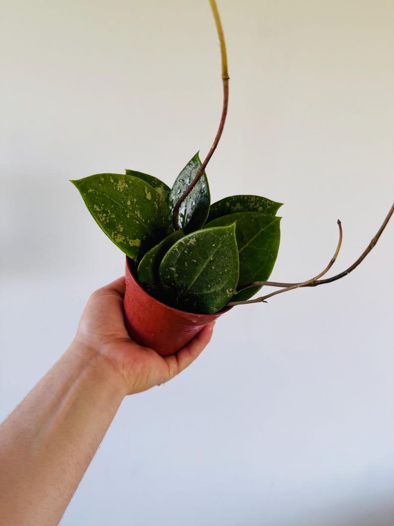 Hoya Acuta EPC 997 Live Plant - 4” Pot - Rare Heart-Shaped Foliage with Splashy Variegation - Low Maintenance Houseplant
