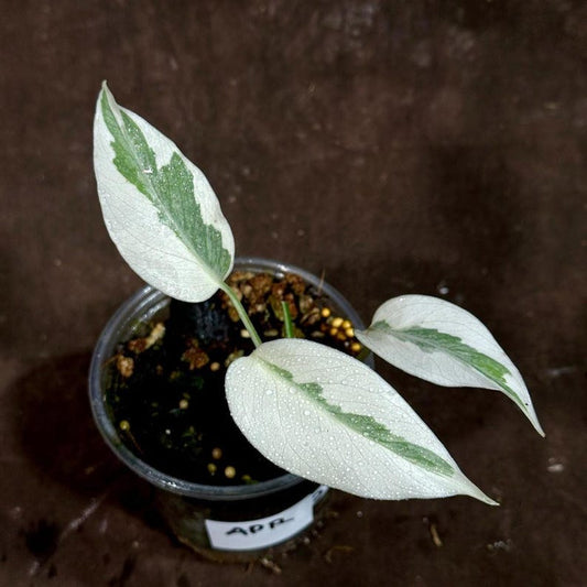 Variegated Monstera Albo Plant - Rare Indoor White Monstera Borsigiana - Exact Plant - US Seller - Houseplant Decor