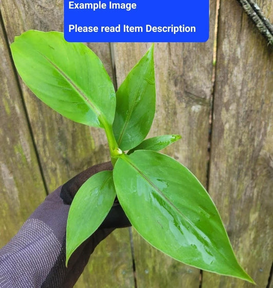 Banana Plant Starter - Musa Basjoo - Hardy Banana Variety - Tropical Indoor/Outdoor Plant - Easy Care for Zones 5-11