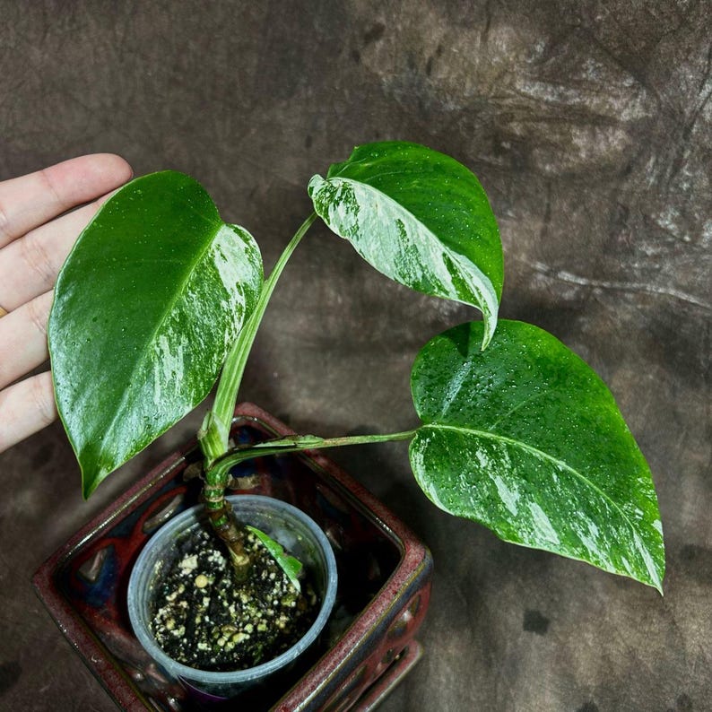 Variegated Monstera Albo Plant - Rare White Borsigiana - Baby Leaf Indoor Plant - Monstera Albo - Exact Plant - US Seller