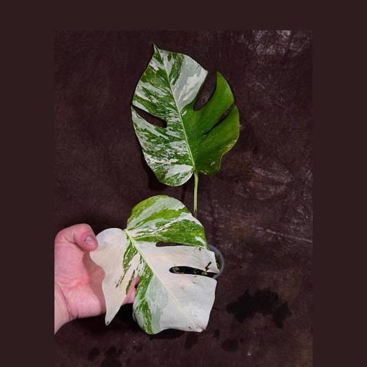 Variegated Monstera Albo Plant - Rare White Monstera Borsigiana - Indoor Houseplant - Exact Plant - US Seller - Unique Foliage