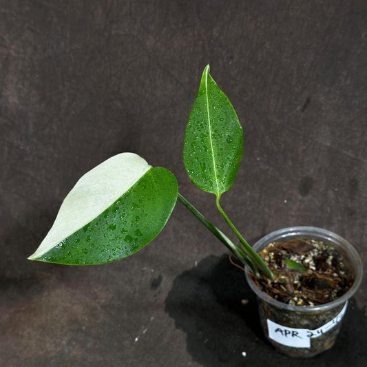 Variegated Monstera Albo Plant - Baby Leaf - Rare White Borsigiana - Exact Plant - Indoor Houseplant - US Seller