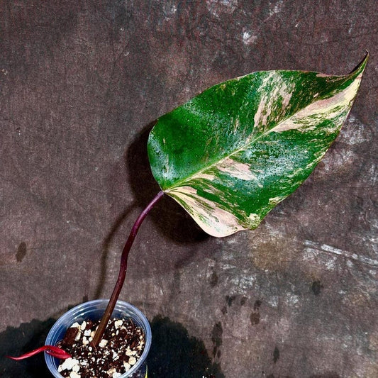 Variegated Philodendron Strawberry Shake Plant - Rare Pink & Green Indoor Houseplant - Philodendron erubescens