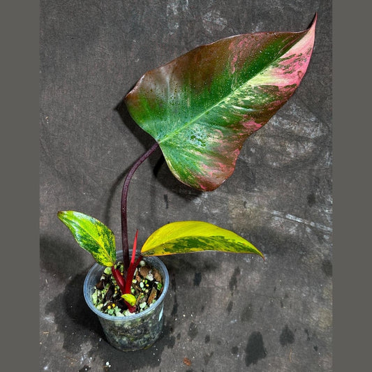Variegated Philodendron Strawberry Shake Plant - Rare Pink & Cream Leaves - Live Indoor Houseplant - Philodendron erubescens
