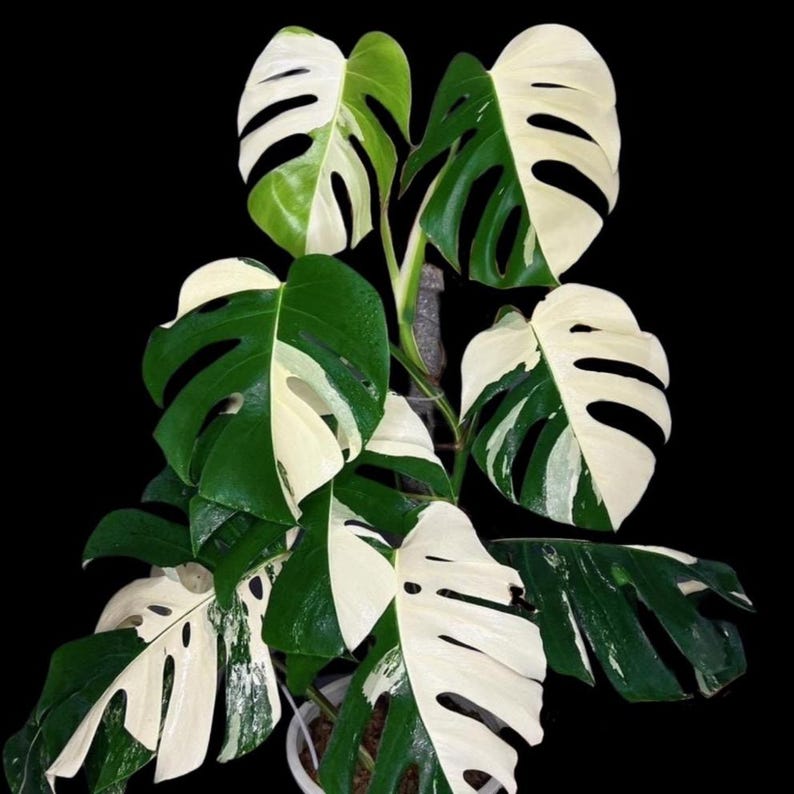 Variegated Monstera Albo Cutting - Rare Variegated Borsigiana - Unrooted Leaf - Monstera Deliciosa Albo