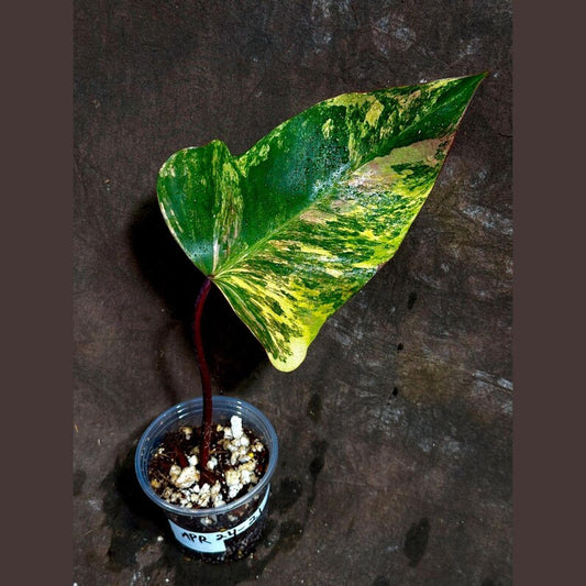 Variegated Philodendron Strawberry Shake Plant - Rare Pink Collector Houseplant - Philodendron erubescens