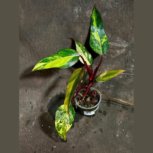 Variegated Philodendron Strawberry Shake Plant - Pink & Cream Leaves - Rare Indoor Collector Plant - Philodendron Strawberry Shake