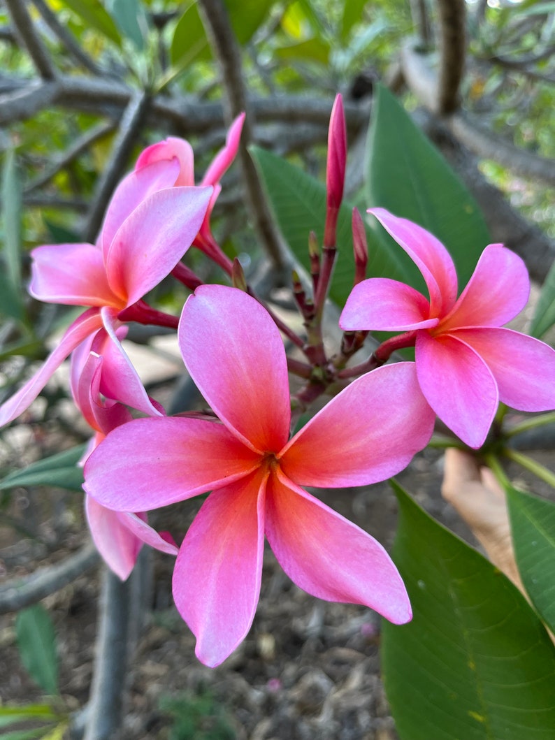 Rare Exotic Frangipani Cutting 10-12 in Pink-Orange "Dean Conklin" Plumeria (Unrooted) - 3-3.5" Flower Diameter