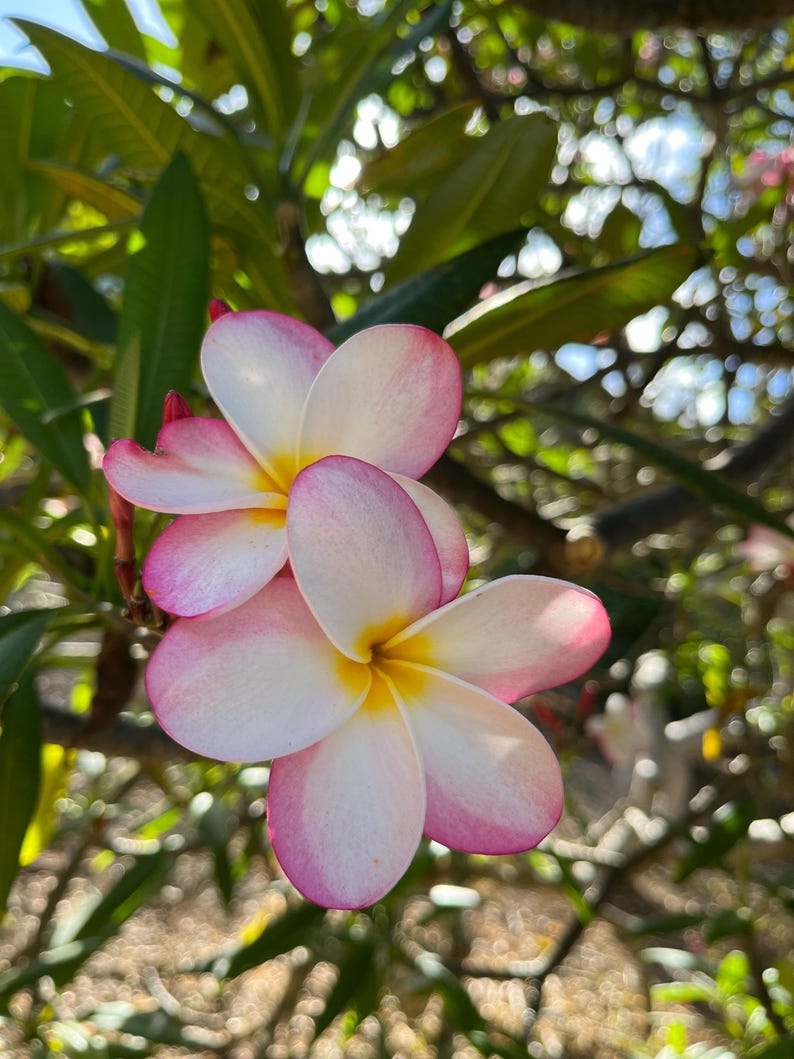 Frangipani Cutting 10-12 inch White and Pink Plumeria Gennis - Tropical Hawaiian Plant, Unrooted for Easy Blooming