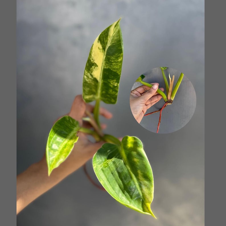 Philodendron Green Congo Rooted Cutting - Super Rare Variegated - Easy Care Tropical Plant - Philodendron spp.