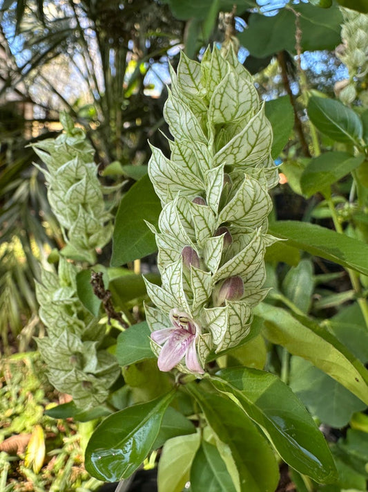 White Shrimp Plant 2.5” Pot Justicia betonica Perennial Medicinal Flowering Plant Green Veined Bracts