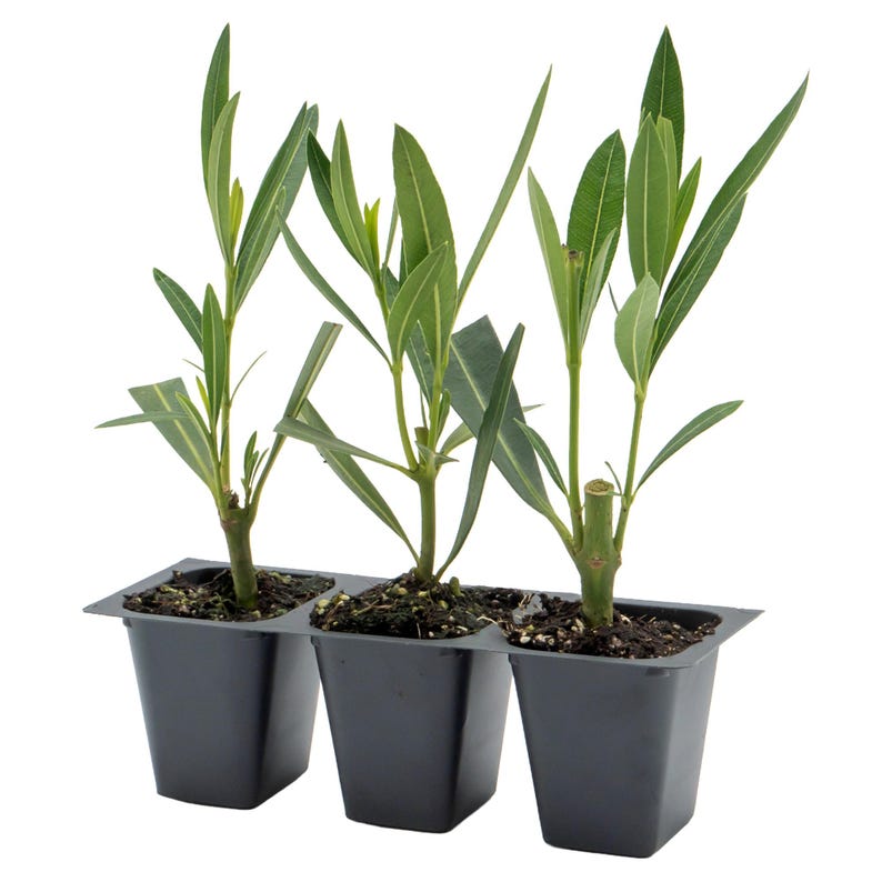 White Oleander Live Plants | 2.5-inch Nursery Cubes | Sister Agnes Variety | Nerium Oleander | Evergreen Privacy Hedge