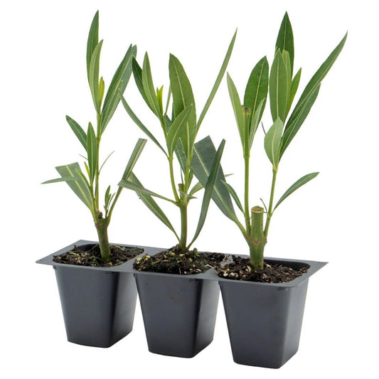 White Oleander Live Plants | 2.5-inch Nursery Cubes | Sister Agnes Variety | Nerium Oleander | Evergreen Privacy Hedge