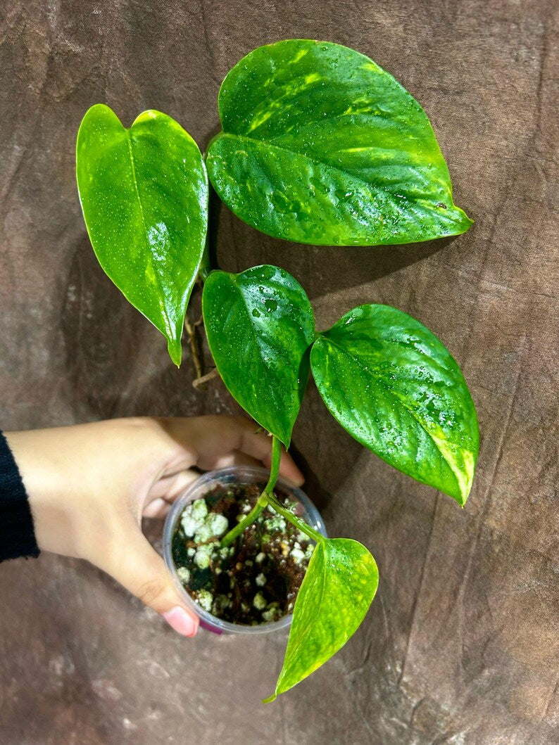 Rare Variegated 'Golden Flame' Epipremnum Pinnatum Indoor Plant in Nursery Pot - High Variegation - US Seller