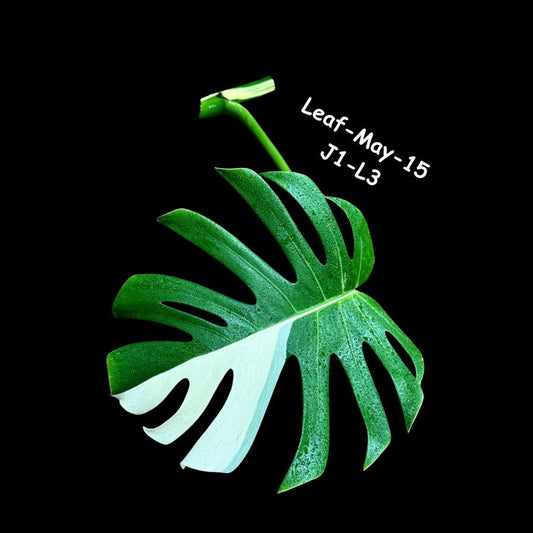 Variegated Monstera Albo Cutting - White Borsigiana - Rare Houseplant - Monstera deliciosa - US Seller - Same Cutting as Images