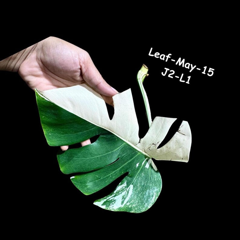 Variegated Monstera Albo Cutting - Rare White Monstera Borsigiana Albo - Monstera Deliciosa - US Seller - Same Cutting as Images