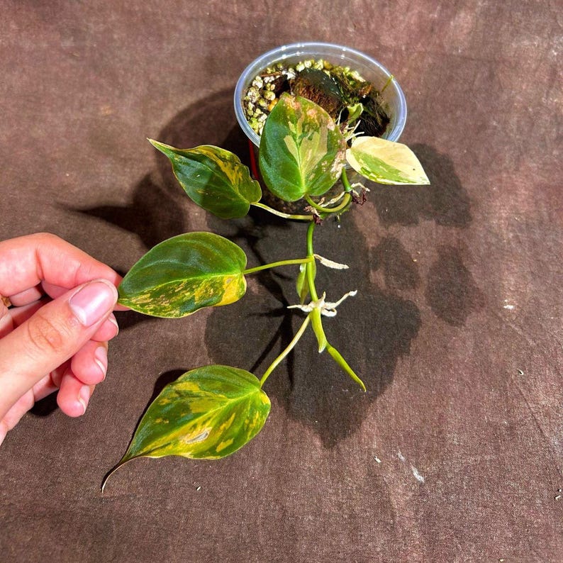 Rare Variegated Philodendron Mican Aurea Plant in Nursery Pot - Philodendron Micans "Aurea" - Unique Green & Yellow Foliage