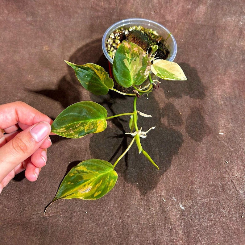 Rare Philodendron Mican Aurea Plant in Nursery Pot - Variegated Houseplant with Yellow and Green Leaves - Philodendron Micans