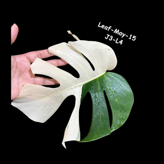 Variegated Monstera Albo Cutting - White Monstera Borsigiana Albo - Rare Indoor Plant - Same Cutting as Images - US Seller