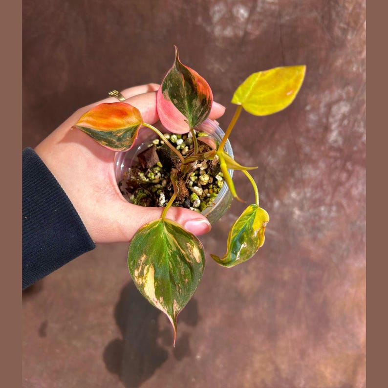 Rare Variegated Philodendron Mican Pink Cutting in Nursery Pot | High Variegation | Philodendron Micans
