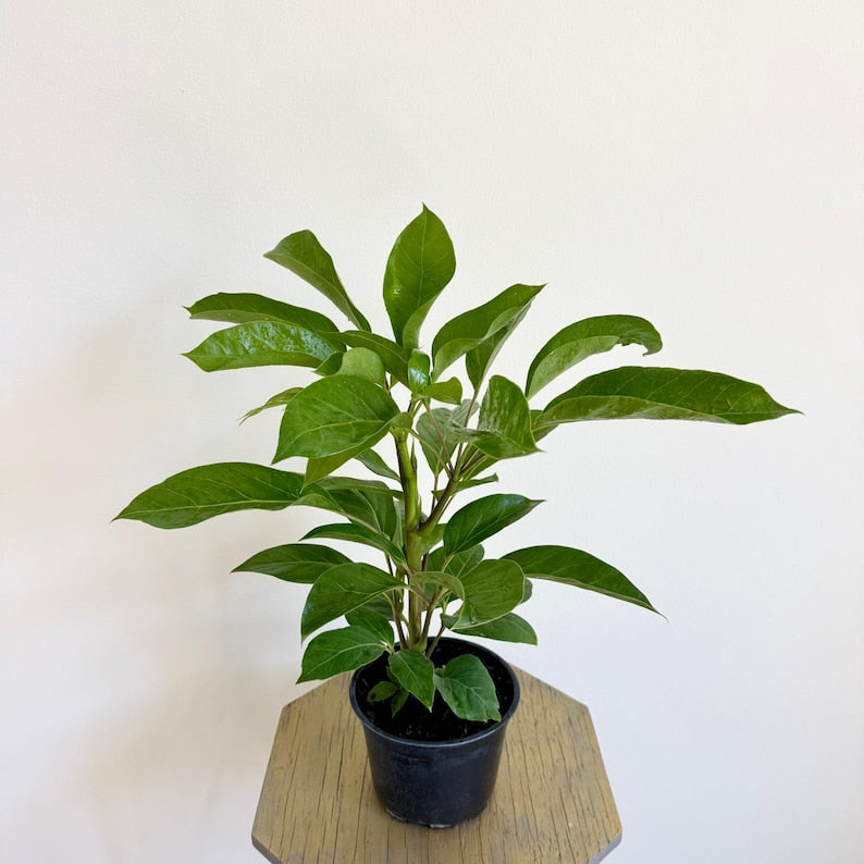 LIVE 6 Inch Schefflera Alpine, Hawaiian Umbrella Plant, Dwarf Umbrella Plant, Air Purifying Plant, Schefflera spp.