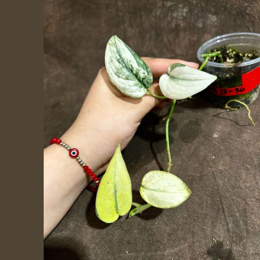 Variegated Scindapsus Pictus 'Jade Satin' Plant in Nursery Pot | Rare Collector Houseplant | Indoor Vining Plant