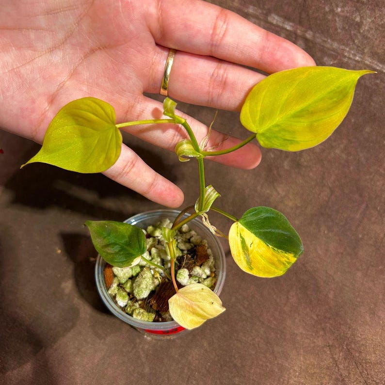 Rare Variegated Philodendron Mican Aurea Houseplant in Nursery Pot - Philodendron Micans "Aurea" - Live Plant - US Seller